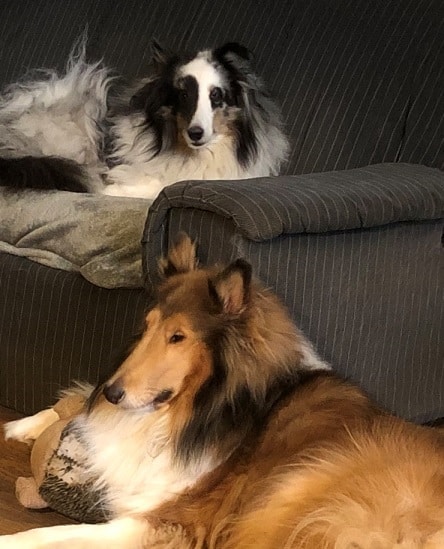 A 9-yr old Blue Merle male Sheltie and a 4-yr-old Sable with white female Collie whose relationship fluctuates between mutual sponsorship and take-em-down yard racing.