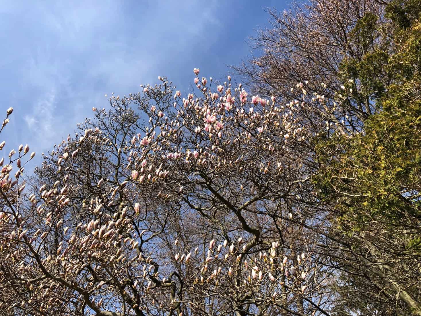 A gusty blue sky, apparently in motion, as the very temporary white with pink flowers, of a magnolia, are set to bloom. All this as a metaphor for Seneca’s call to seize what flees before it (our time) is gone.