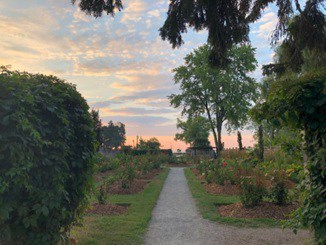 Coloured image of two crushed stone paths in foreground, within a rose garden. The dominant path heads for a sunrise over Lake Ontario.