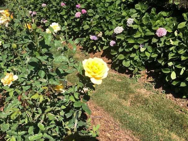 Yellow, pink, and white roses in a parterred rose garden.