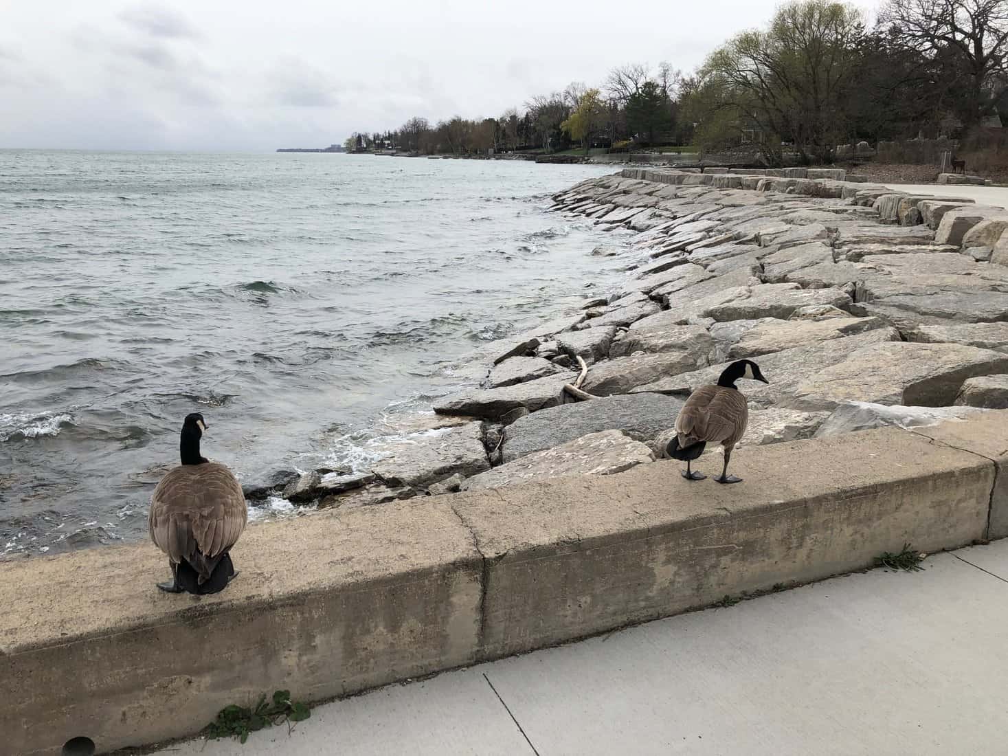 Two geese, Gairloch Gardens, Oakville, ON, April 2023.