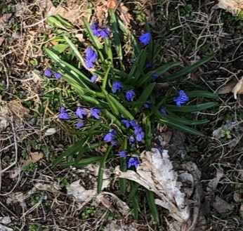 Reawakening (Scilla, those little purple-blue spring flowers)