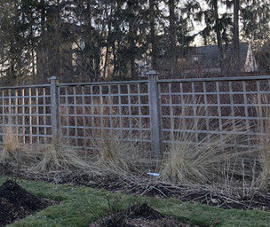 Layers of boundaries starting with tall grass against a trellis with a backdrop of conifers, Gairloch Gardens, Oakville, February 2023.