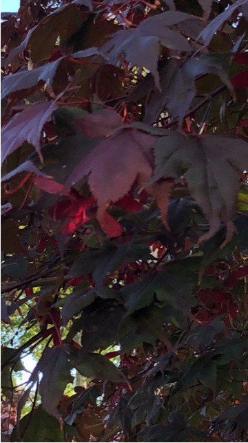 Differential light on red leaves, Oakville, October 2023