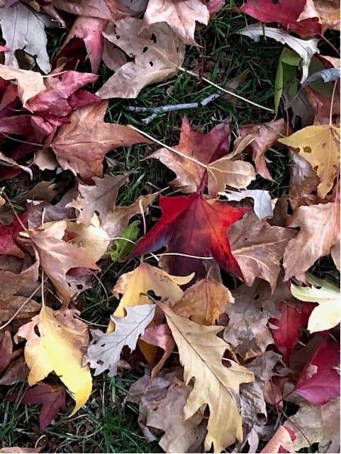 Coloured fall image of a random assortment of leaves from different trees and at different stages of colouration.