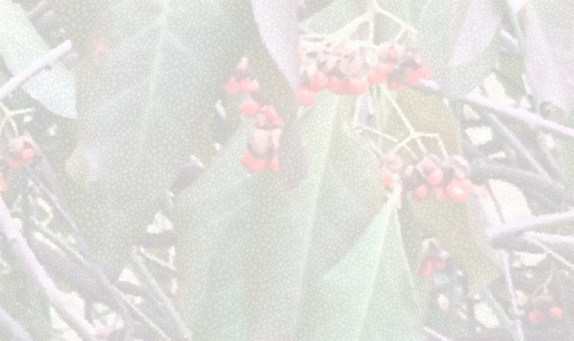 Washed out coloured image of berries, leaves, and branches.