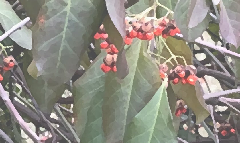 Another, clearer, variant of the washed-out coloured image of berries, leaves, and branches.