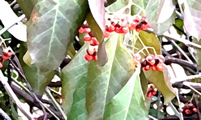 Another variant of the washed-out coloured image of berries, leaves, and branches.