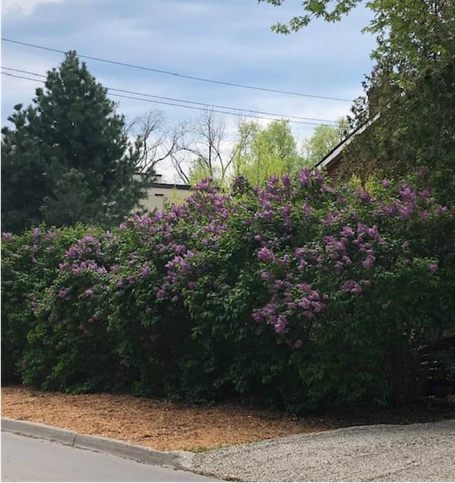 Author’s photograph showing lilacs and a brick gable end at Oakville, May 2024.