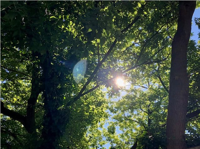 Author’s colour photograph of the sun in a blue sky seen through the dense green leaves of a deciduous tree, June 2024.