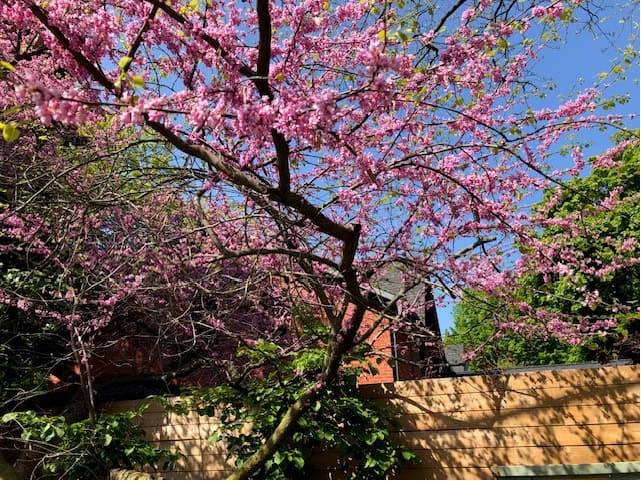 Author’s photograph of spring in full motion, Oakville, May 2024. Pink blossoms, green grees, yellowish wood fencing, and brilliant blue sky.