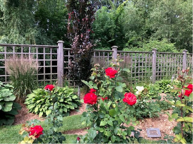 Author’s photograph of red roses, Gairloch Gardens, Oakville, July 2024.