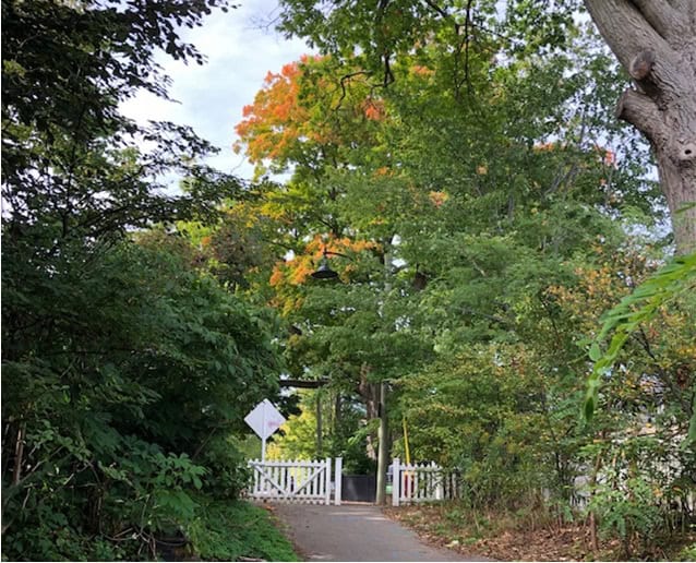 Changing leaves just up from the lake.