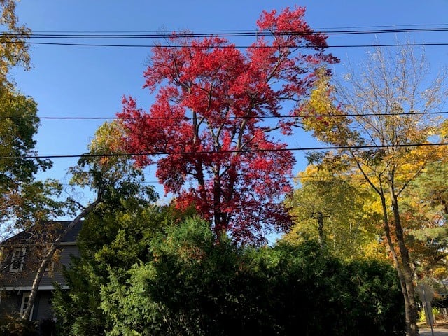 Magnificent red maple leaves standing forth in primary blue autumn sky, Oakville.