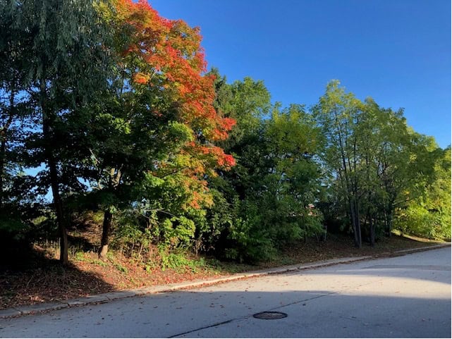 Primary blue sky separated from roadway by dark green and bright orange leaves.