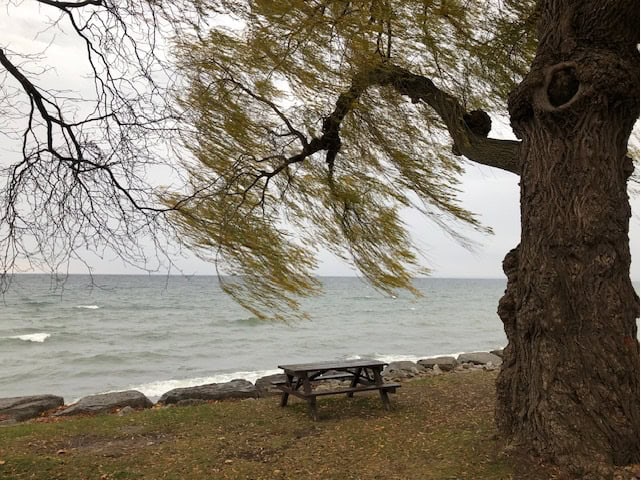 Looking south across Lake Ontario from Oakville as the wind brings in white caps and torqued branches, November 2024